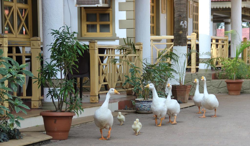 Golden Swan Beach Resort Murūd Exteriör bild
